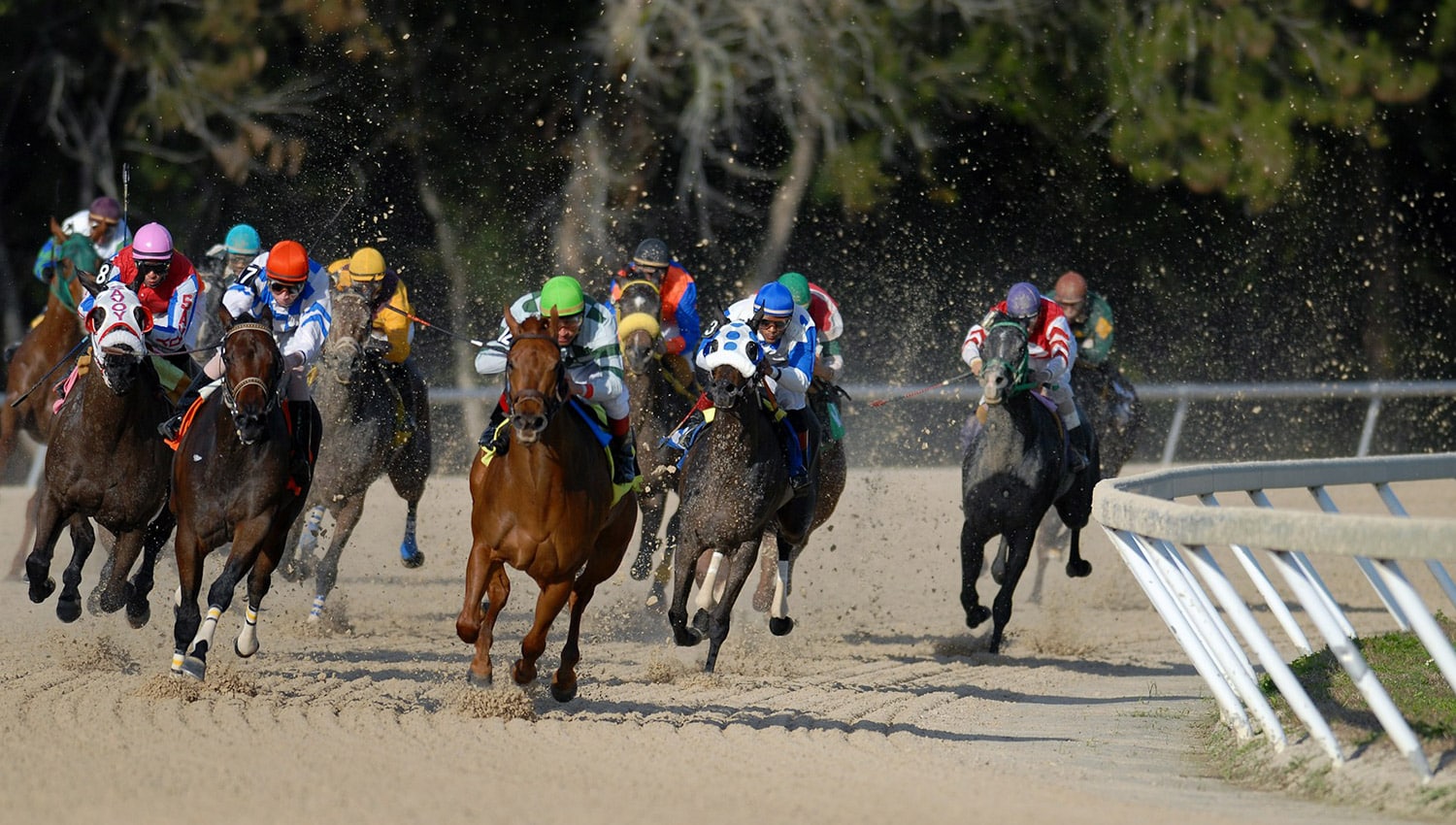 Course hippique en direct